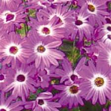 Gardening With Gerry: Showstopping Senetti And No Blossom, No Fruit - Free