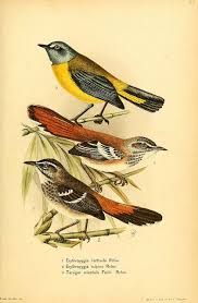 n126 w1150 bird illustration bird prints bird art