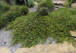 Pachysandra blooms in spring but the small white flowers are not very showy. Ground Cover Plants