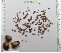 Image result for Panicum miliaceum