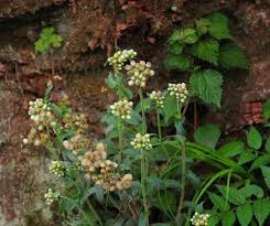 Image result for Eschenbachia stricta