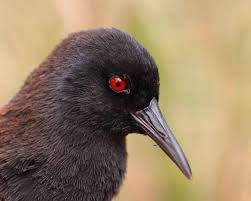 Image result for Kedrostis abdallai