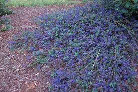 Compact, densely branched evergreen shrub, 0.5 to 1 m high and broad; Ceanothus At Portland Nursery And Garden Center