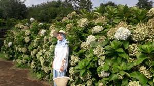 Jika kamu bermimpi tentang mengunjungi korea selatan untuk melihat pemandangan bunga sakura yang indah, berikut adalah tempat terbaik dan perkiraan tanggal untuk melihat pemandangan ini! Wah Merekahnya 500 Jenis Tanaman Camelia Di Taman Bunga Jeju Korsel Ini