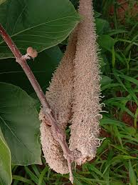 Image result for Strophanthus eminii