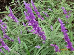 It's extremely popular with bees and makes an excellent cut flower. Salvia Leucantha White Purple Delv From 11th June 2021 Brenlissa Online Nursery