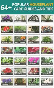 64 Popular Houseplant Care Guides And Tips House Plant Care Plants House Plants