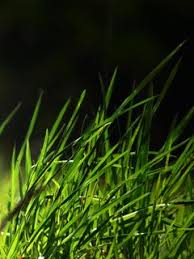green grass wallpaper full hd wallpaper full hd wallpaper download grass wallpaper green grass wallpaper full hd