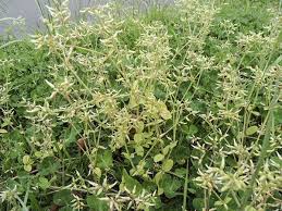 Image result for Cerastium glomeratum