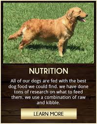 Check spelling or type a new query. Creekwood Acres Golden Retriever Goldendoodle Puppies Charlotte Nc