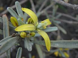 Image result for Ptaeroxylaceae