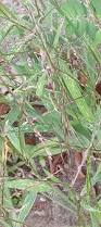 Image result for Digitaria seriata