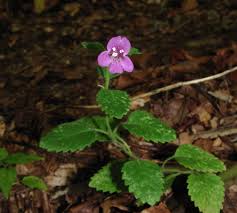 Image result for Clinopodium uhligii