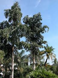 Image result for Caryota urens