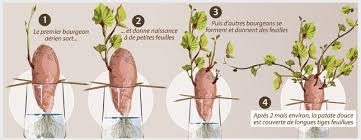We did not find results for: Planter Une Patate Douce