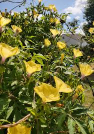 Image result for Ipomoea tuberculata