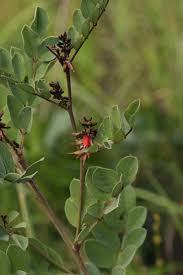 Image result for Indigofera arrecta
