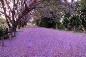 Brisbane Jacarandas In Bloom Skyscrapercity Jacaranda Tree Australia Photos City Wedding Photos
