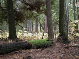 Old growth wood mantels are made from rare historic antique reclaimed timbers originally logged in the mid to late 1800's. Old Growth Forests Door County Pulse