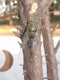 See more of quesada gigas on facebook. Quesada Gigas It Got Cased By A Fly Cater In The Forest Cicada Art Cicada Insects