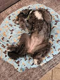 What is the average weight of a "healthy" 14 yo female (raw fed, NO kibble)  (pic of our silly shaggy Shay)