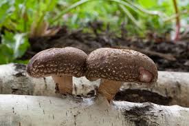 Simple gardening equals smart gardening. Growing Mushrooms In The Garden