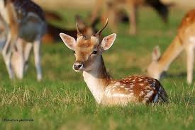 Follow Us For More Nature Hayvanlar Alemi Hayvanlar Antilop