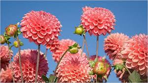 Growing dahlias is very easy when grown from our tubers (bulbs). Don T Plant Dahlias Too Early The New York Times