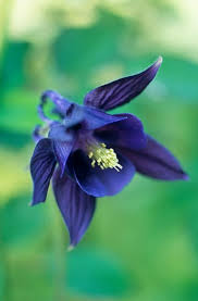 Aquilegia Vulgaris True Wild Form In 2020 Seed Catalogs Types Of Soil Flower Seeds