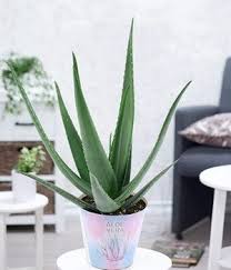 Sie wächst schnell, ist extrem einfach in der pflege und schaut aloe kaufen. Xxl Aloe Vera 40 50 Cm Hoch Grunpflanzen Bei Baldur Garten Best Air Purifying Plants Plants Air Purifying Plants