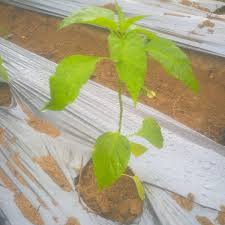 Sekarang ramai orang yang menanam pokok cili padi secara komersial melalui penanaman kaedah fertigasi. Diari Petani Tanaman Cili Padi Kampung Tanam Pokok Cili Facebook
