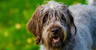 Maybe you would like to learn more about one of these? Hunting Dog Profile The Rugged Wirehaired Pointing Griffon Swiss Cycles