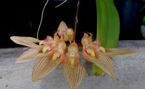 Image result for Bulbophyllum cochleatum