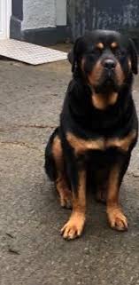 They just became an internet sensation after redditor gallowboob posted their wedding photos on reddit. German Rottweiler Puppies Ready Now In Stoke On Trent Expired Friday Ad