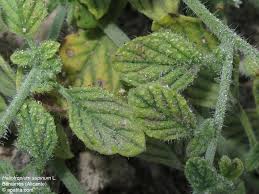 Image result for Heliotropium supinum