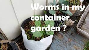 Maybe you would like to learn more about one of these? Should I Add Worms To My Container Garden Straight To The Point Youtube