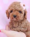 PuppyFind | Toy Poodle Puppies for Sale