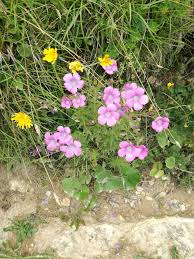 Image result for Linaceae