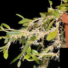 Image result for Bulbophyllum encephalodes