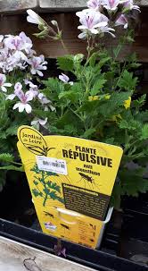 Ouvert à gouaix et romilly du lundi au dimanche aux horaires indiqués sur le site (www.serresdegouaix.fr) merci,ouvert. Jardiland Plantes Repulsives Chez Jardiland Romilly Sur Facebook