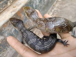 Did you know that the northern blue tongue skink is the largest of all subspecies of blue tongue skink for sale? Blue Tongue Skink Types List Of Blue Tongue Skink Species
