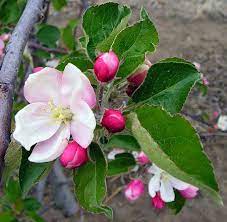 Pin On The Secret Garden