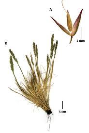 Image result for Agrostis products