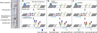 The lateral flow test (lft) does not qualify as a test that can release you from quarantine. A Two Colour Multiplexed Lateral Flow Immunoassay System To Differentially Detect Human Malaria Species On A Single Test Line Malaria Journal Full Text