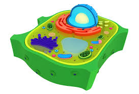 The trickiest of these will be the parts that you must model out of clay. Plant Cell 3d Model 9 Max Obj Fbx 3ds Blend Free3d