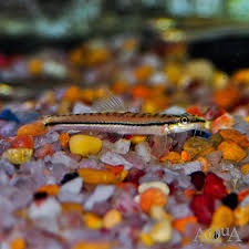 Image result for Pachycarpus lineolatus