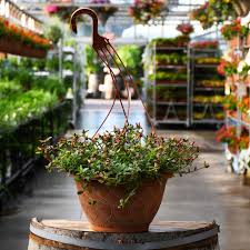 Image result for Portulaca