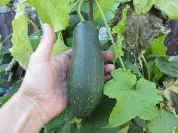 Image result for Luffa