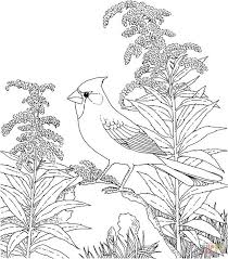 And on this set of free birds coloring pages for children, you will find a lot of different species from different countries and continents. 21 Exclusive Picture Of Bird Coloring Pages Entitlementtrap Com Bird Coloring Pages Animal Coloring Pages Flower Coloring Pages