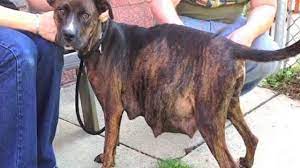 Pregnant Pit Bull Refuses To Give Birth Only After The Ultrasound The Vet Understands Why Youtube
